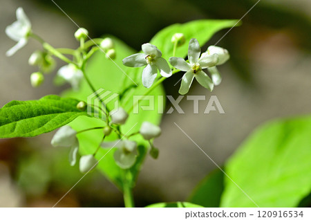 禦坂山脈的釋迦岳、草立花 禦坂山脈的釋迦岳、草立花 120916534