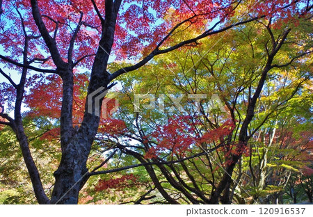 Autumn leaves at Takazumi Shrine, Hikosan, Fukuoka 120916537