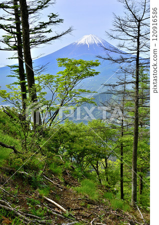 春天的禦坂山，從中富士山眺望富士山 120916586