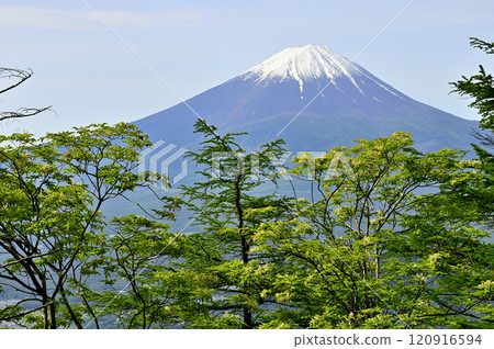 Spring in the Misaka Mountains: Mt. Fuji as seen from the greenery of Mt. Nakafuji 120916594
