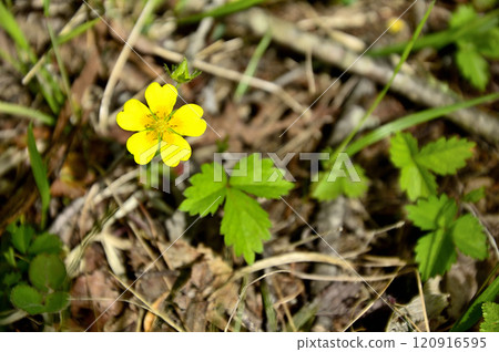 禦坂山中富士山鶴金餡餅 120916595