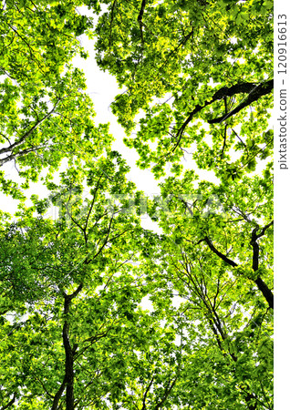 Hafusan Mountain in the Misaka Mountains: A forest of fresh green Mizunara oak Hafusan Mountain in the Misaka Mountains: A forest of fresh green Mizunara oak 120916613