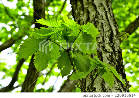 Mt. Hafu in the Misaka Mountains: Leaves of Quercus mizunara (oak) Mt. Hafu in the Misaka Mountains: Leaves of Quercus mizunara (oak) 120916614