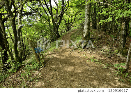 新綠季節的御坂山脈、鈴蘭嶺黑岳 新綠季節的御坂山脈、鈴蘭嶺黑岳 120916617