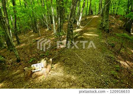 Spring in the Misaka Mountains: A forest of fresh greenery at the Suzuran Village Junction on Mt. Kurodake 120916633
