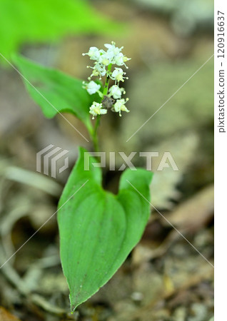 Shakagatake in the Misaka Mountains: Maizurusou 120916637