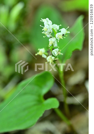Shakagatake in the Misaka Mountains: Maizurusou 120916639