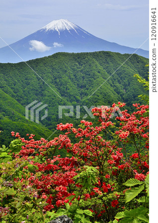 Spring in the Misaka Mountains: Mount Fuji as seen from the summit of Shakagatake with blooming azaleas 120916641