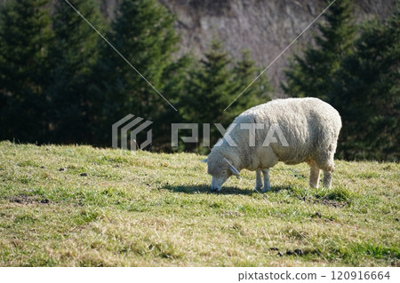 Sheep grazing on the grass in the meadow on a sunny day 120916664