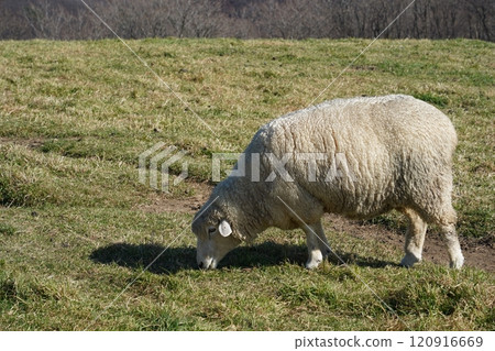 Sheep grazing on the grass in the meadow on a sunny day 120916669