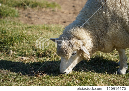 Sheep grazing on the grass in the meadow on a sunny day Sheep grazing on the grass in the meadow on a sunny day 120916670