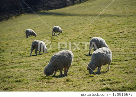 Sheep grazing on the grass in the meadow on a sunny day 120916672