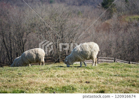 Sheep grazing on the grass in the meadow on a sunny day 120916674