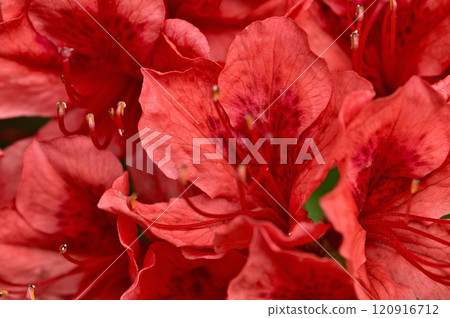 禦坂山的大石峠:深紅色的杜鵑花 禦坂山的大石峠:深紅色的杜鵑花 120916712