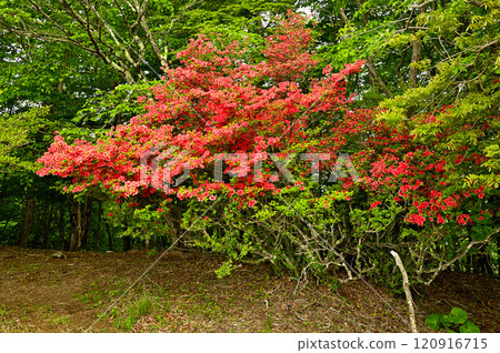 禦坂山的大石峠:深紅色的杜鵑花 禦坂山的大石峠:深紅色的杜鵑花 120916715