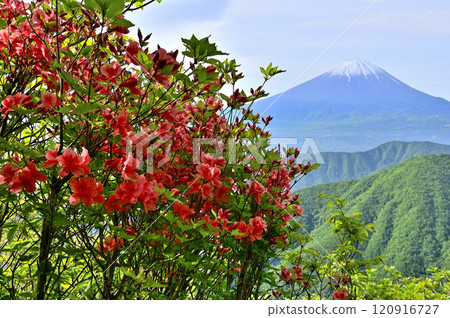 禦坂山脈的富士山,春天的新綠山和杜鵑花 禦坂山脈的富士山,春天的新綠山和杜鵑花 120916727