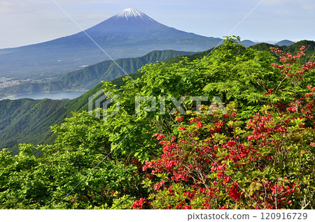 禦坂山脈的富士山，春天的新綠山和杜鵑花 120916729