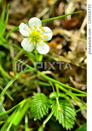 禦坂山的中富士山、白花彼草莓 120916735