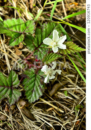 禦坂山脈的中富士山，苦樂參半 120916743