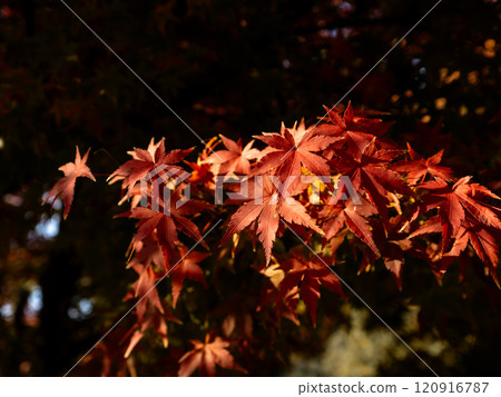 Red maple leaves, autumn foliage Red maple leaves, autumn foliage 120916787