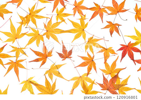 Autumnal maple leaves 120916801
