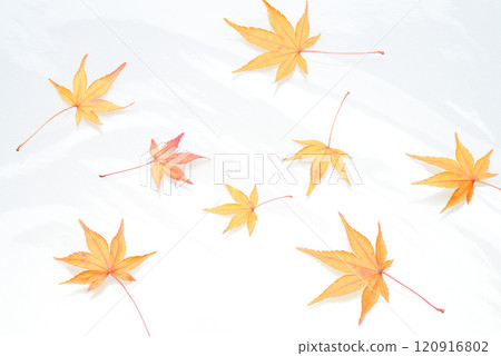 Autumnal maple leaves 120916802