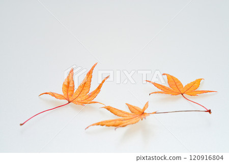 Autumnal maple leaves 120916804