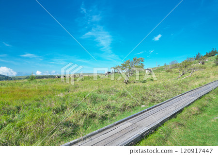 [Utsukushigahara Plateau (Ushibuseyama Ranch)] Takeishikamimotoiri, Ueda City, Nagano Prefecture 120917447