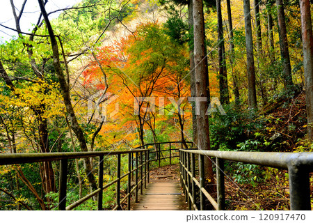 Autumn leaves in Okutama: the valley and Lake Shiromaru 120917470