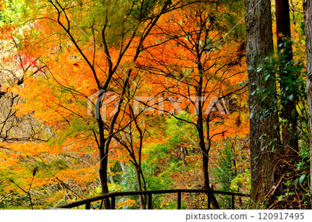 Autumn leaves in Okutama: the valley and Lake Shiromaru 120917495