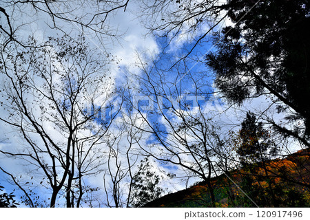 Autumn leaves in Okutama: the valley and Lake Shiromaru 120917496