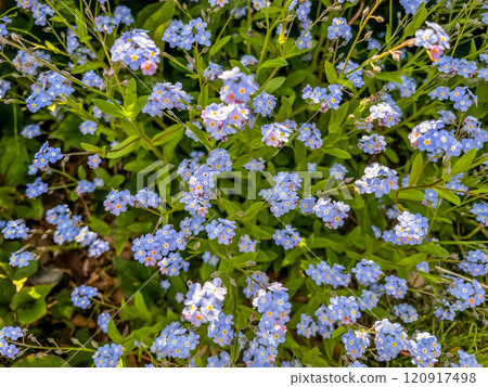 When forget-me-nots bloom: the colors of spring When forget-me-nots bloom: the colors of spring 120917498