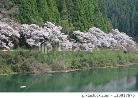 Cherry blossoms reflected in the dam lake 120917670