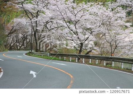 A row of cherry blossom trees along the road A row of cherry blossom trees along the road 120917671