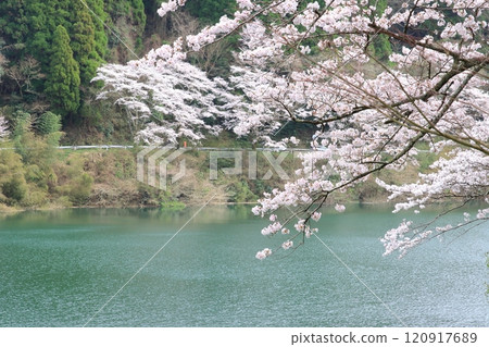 Dam lake and cherry blossom Dam lake and cherry blossom 120917689