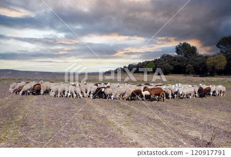 herd of sheeps 120917791