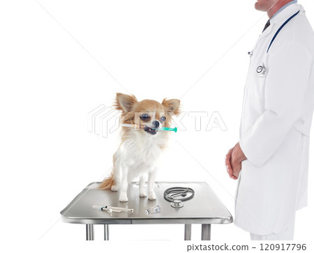 chihuahua and syringe 120917796