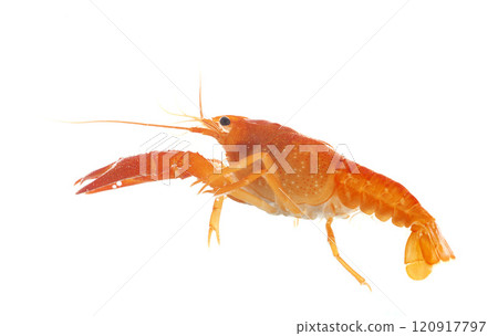 red crayfish 120917797