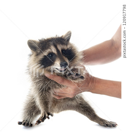 young raccoon in studio 120917798