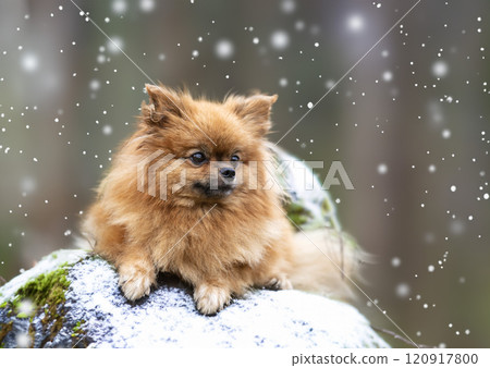 pomeranian in nature 120917800