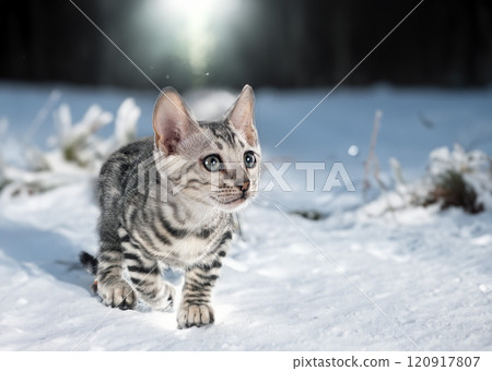 bengal kitten in nature 120917807