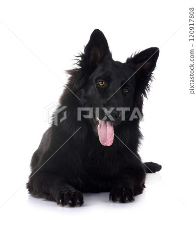 young german shepherd 120917808