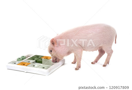 miniature pig in studio miniature pig in studio 120917809