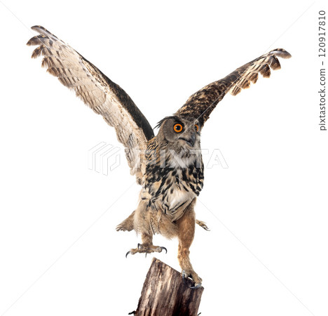 Eurasian eagle-owl in studio 120917810