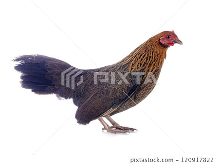 picave in studio picave in studio 120917822