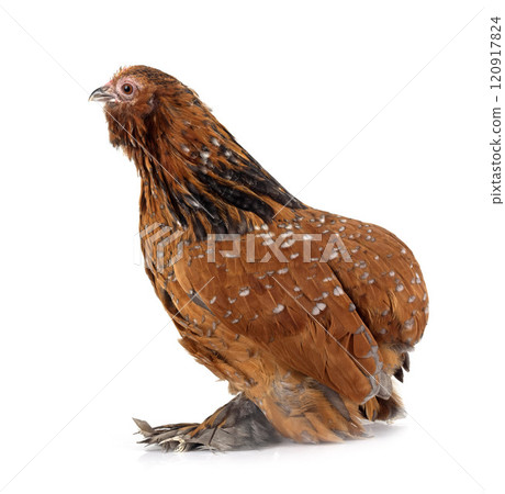 everberg barbu in studio everberg barbu in studio 120917824