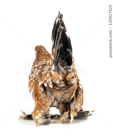 Booted Bantam in studio 120917825