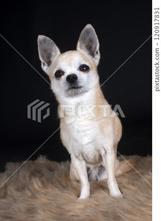 chihuahua in studio 120917831