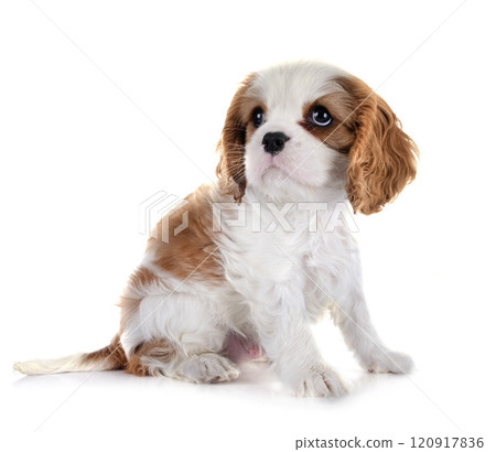 young cavalier king charles 120917836