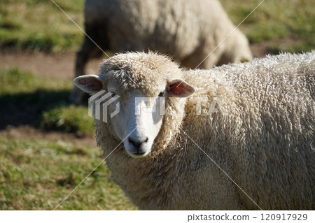 Sheep in the field, close-up of a sheep head Sheep in the field, close-up of a sheep head 120917929